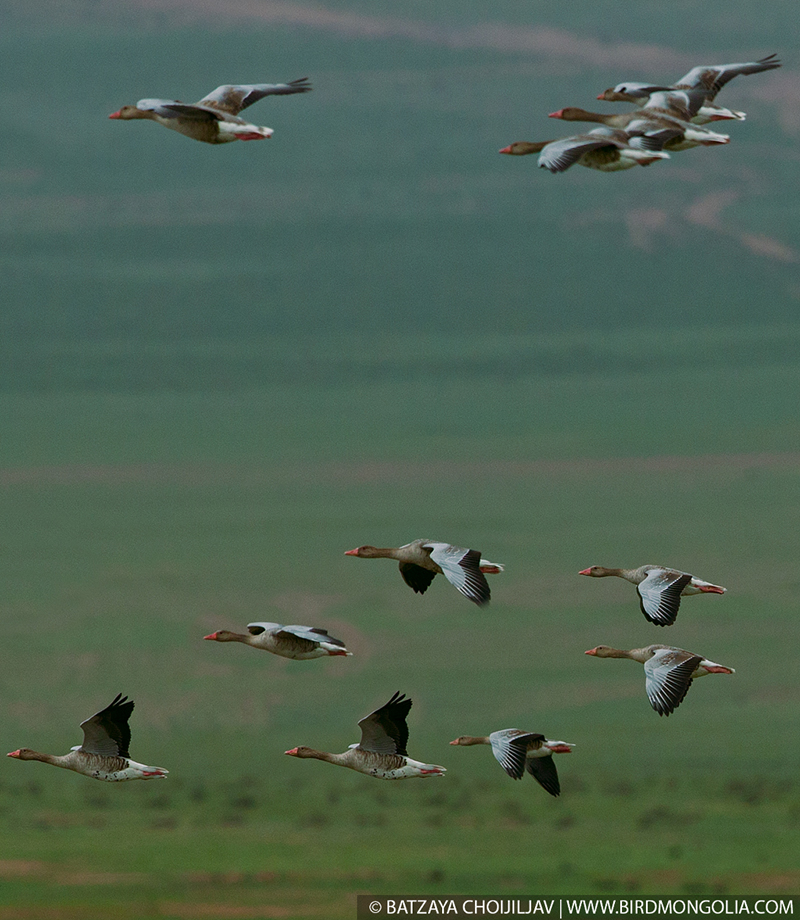 mongolia birding tours 